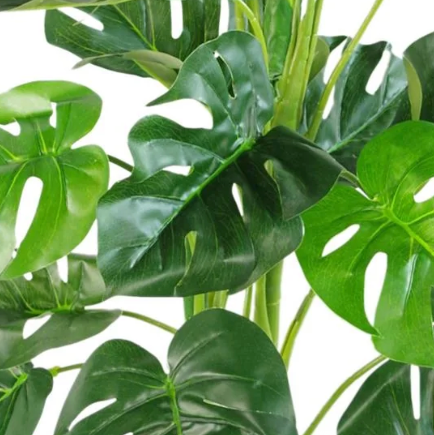 A close up of the green leaves of the Plantish artificial monstera tree, showcasing the realistic detailing and stems against a white background.