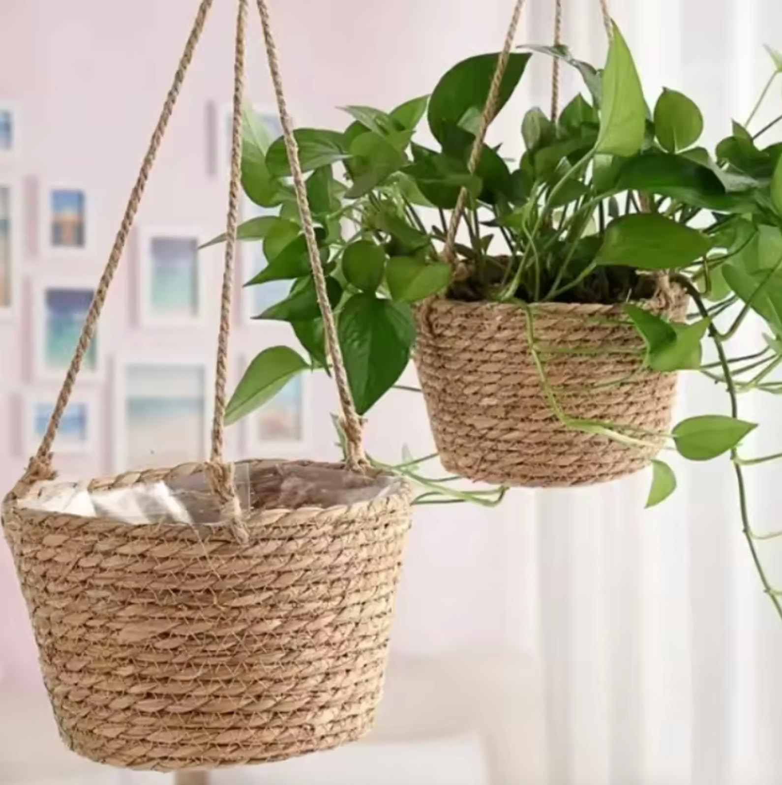 Two Plantish Rattan Hanging Pots suspended in a white toned room. One of the pots has a green pothos plant inside, and photo frames are visible behind.