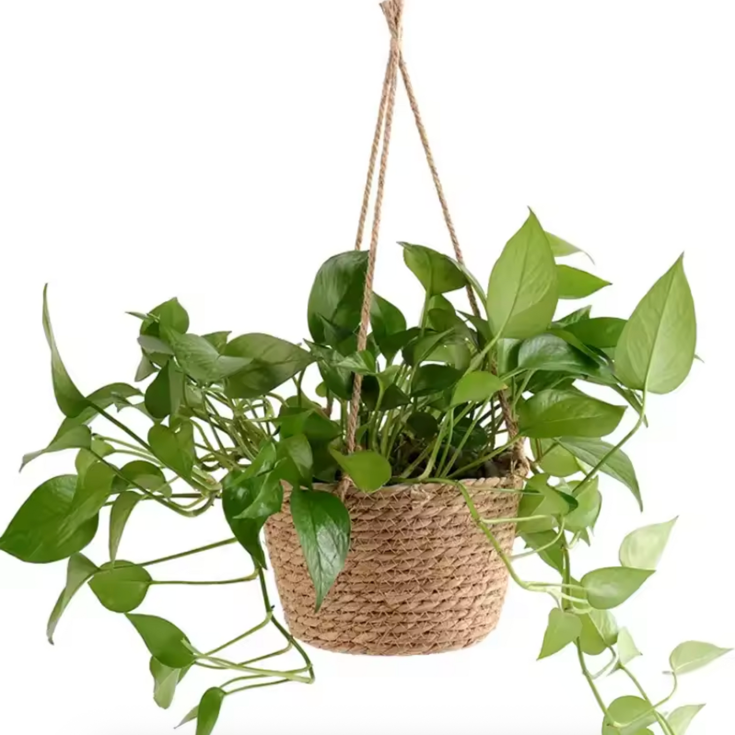 A close up of the Plantish Rattan Hanging Pot with a green pothos plant inside of it. The hanging plant and pot are in front of a white background.