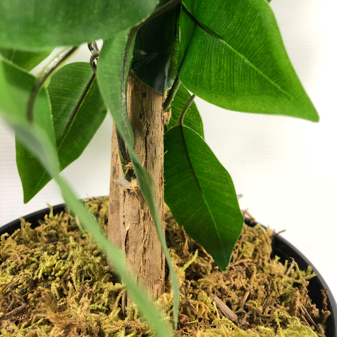 Freddie the Artificial Ficus Tree