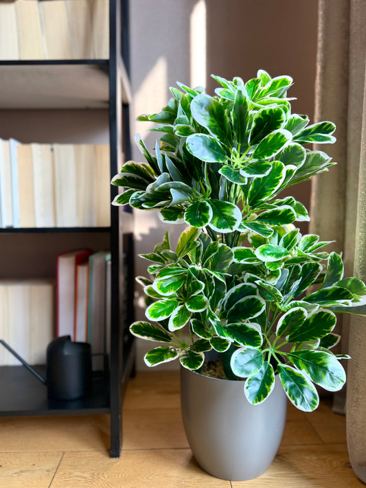 Sunny view of the Plantish artificial Schefflera with glossy green and white leaves, in a grey ceramic pot.