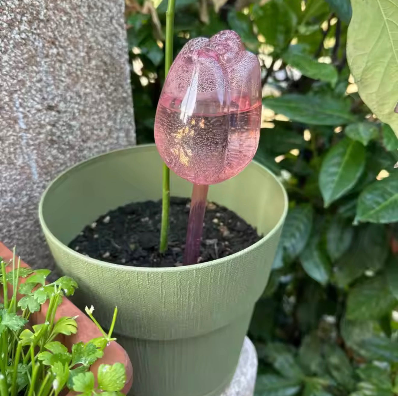 The Plantish Tulip Plant Watering Bulb shown in green pot that has a single stem and soil inside. The pot is outside in a shady corner of a lush garden. 