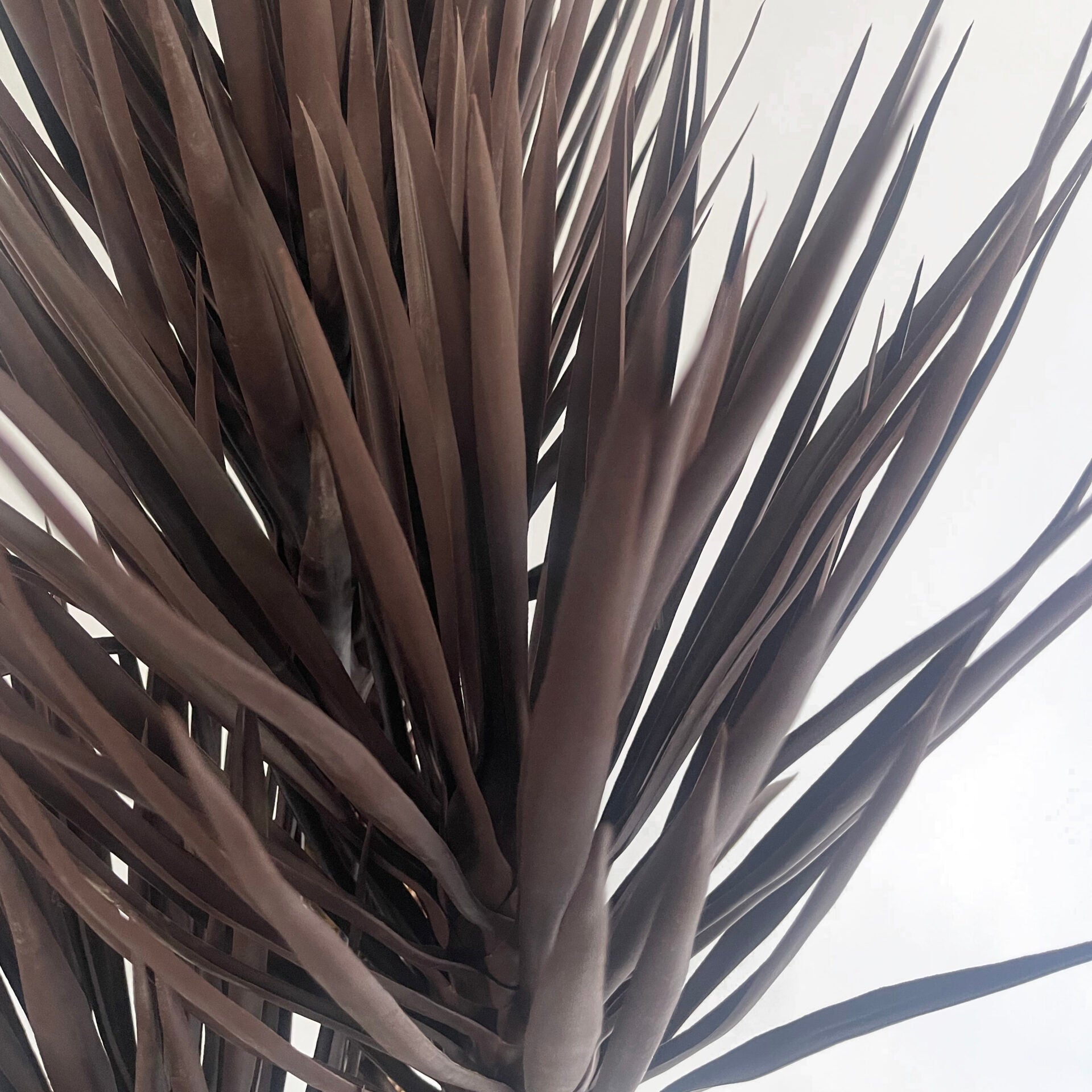 Close up of the Plantish artificial Yucca plant’s dark green-brown leaves. The lifelike design and deep leaf colour provide an authentic feel, making it a stunning, low-maintenance option for any room.